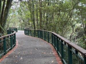 Bike path through the forest