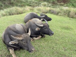 Water buffalo